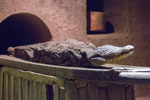 Kom Ombo - Mumifikovaný krokodýl na pedestálu