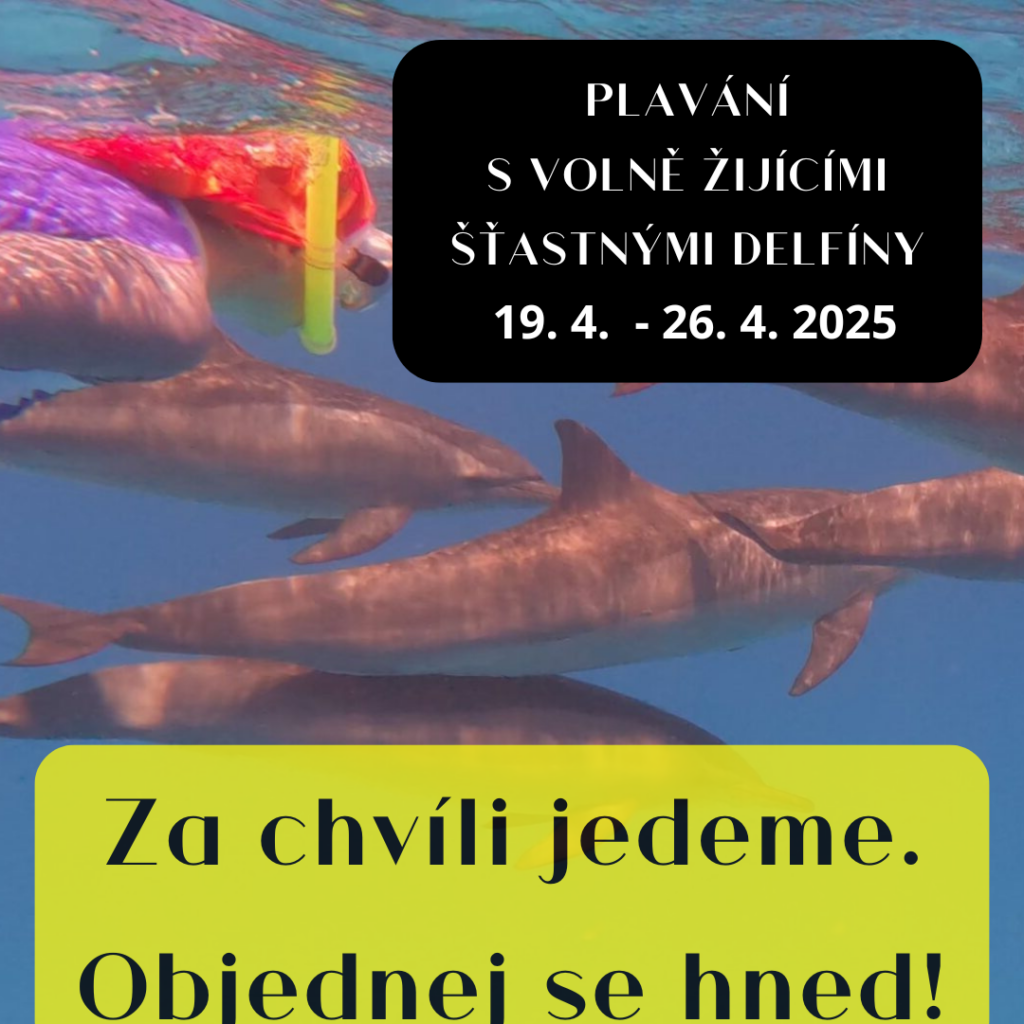 plavání s delfíny s Red Sea Diamond